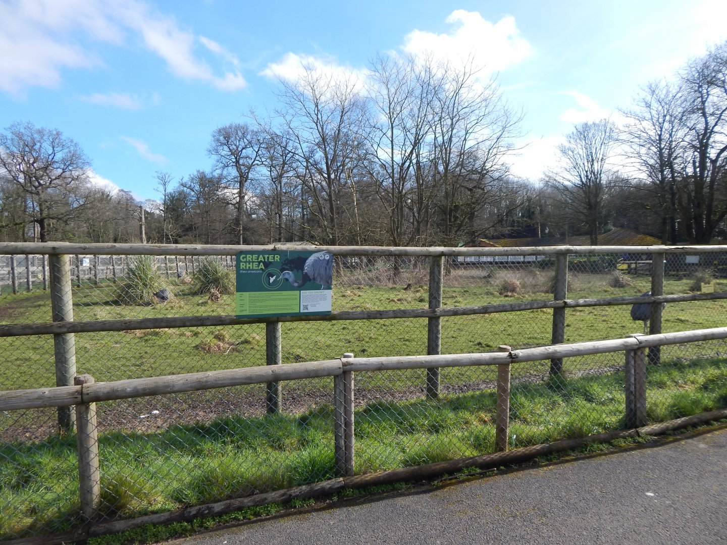 Greater rhea habitat 040324