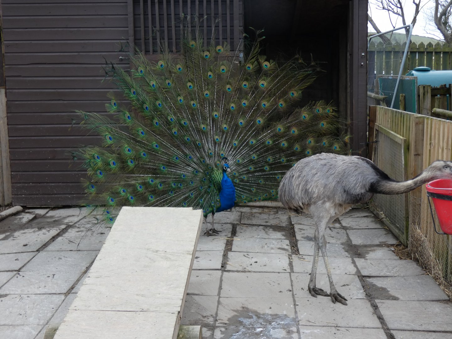 Greater Rhea & Indian Peacock