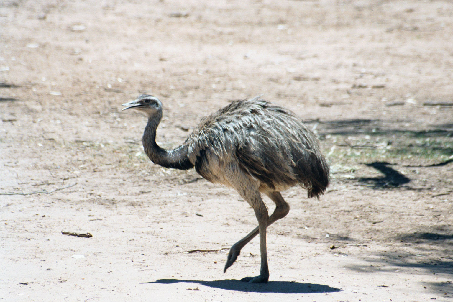 Greater Rhea - Jan 2004