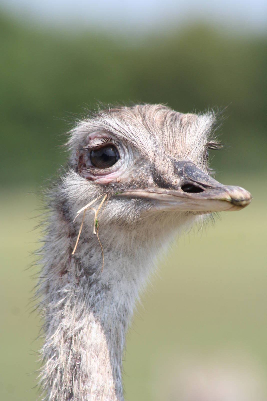 Greater Rhea @ Knowsley Safari Park  17.07.2013
