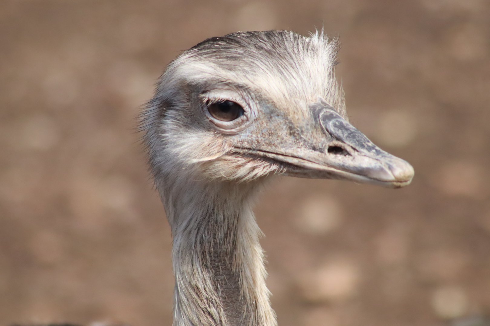 Greater Rhea- March 2024