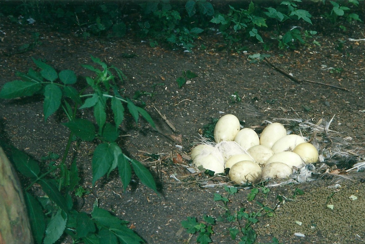 Greater Rhea nest 22nd July 2000