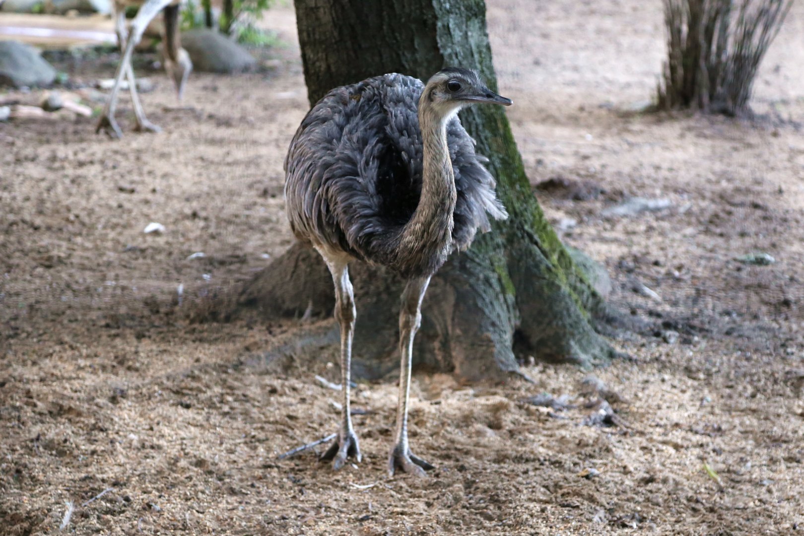 Greater Rhea, October 2015