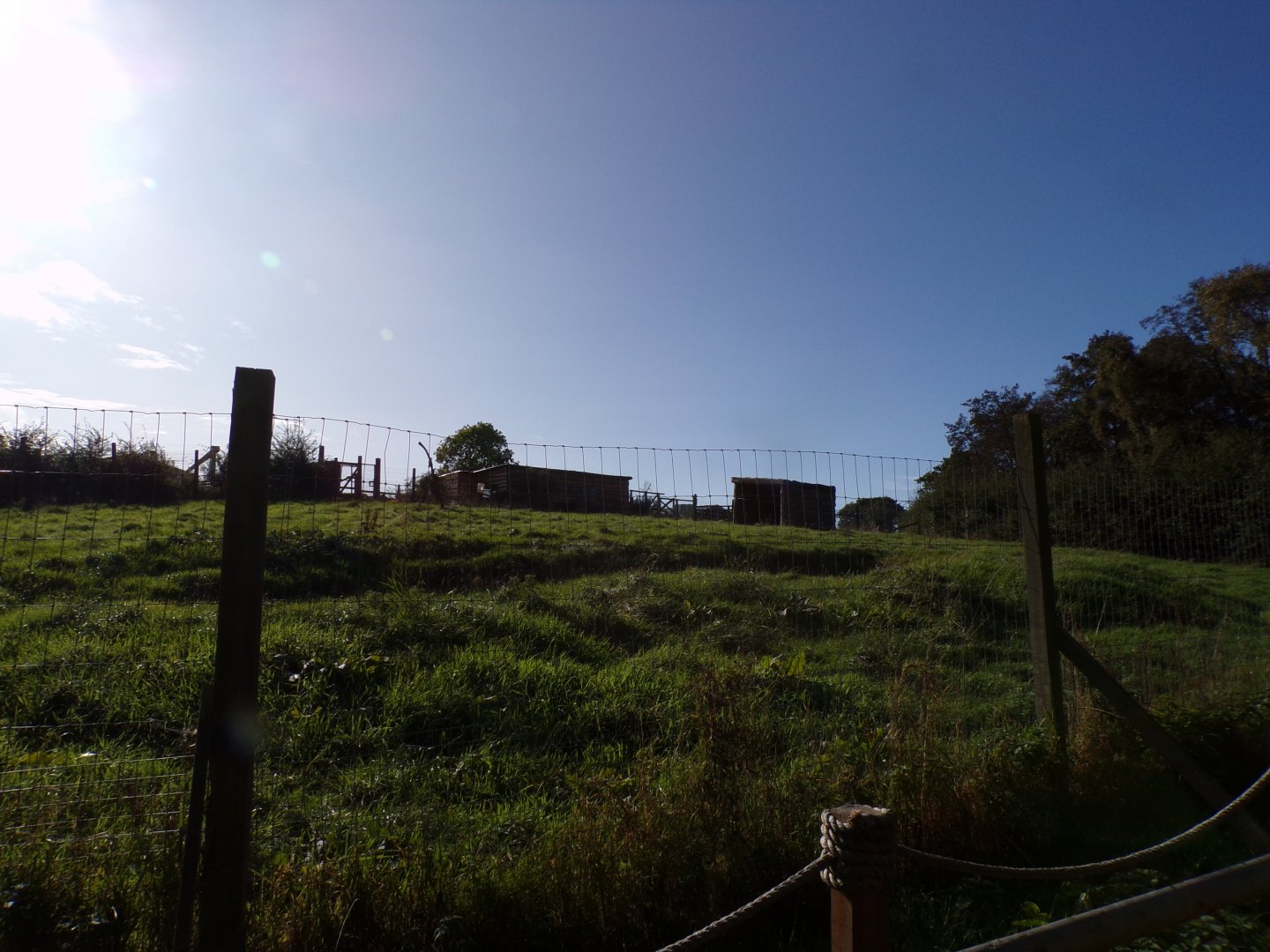 Greater rhea paddock 14.10.23