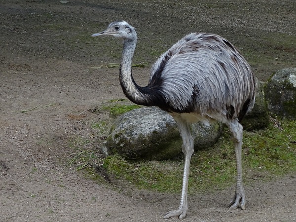 Greater rhea (Rhea americana) (07/22)
