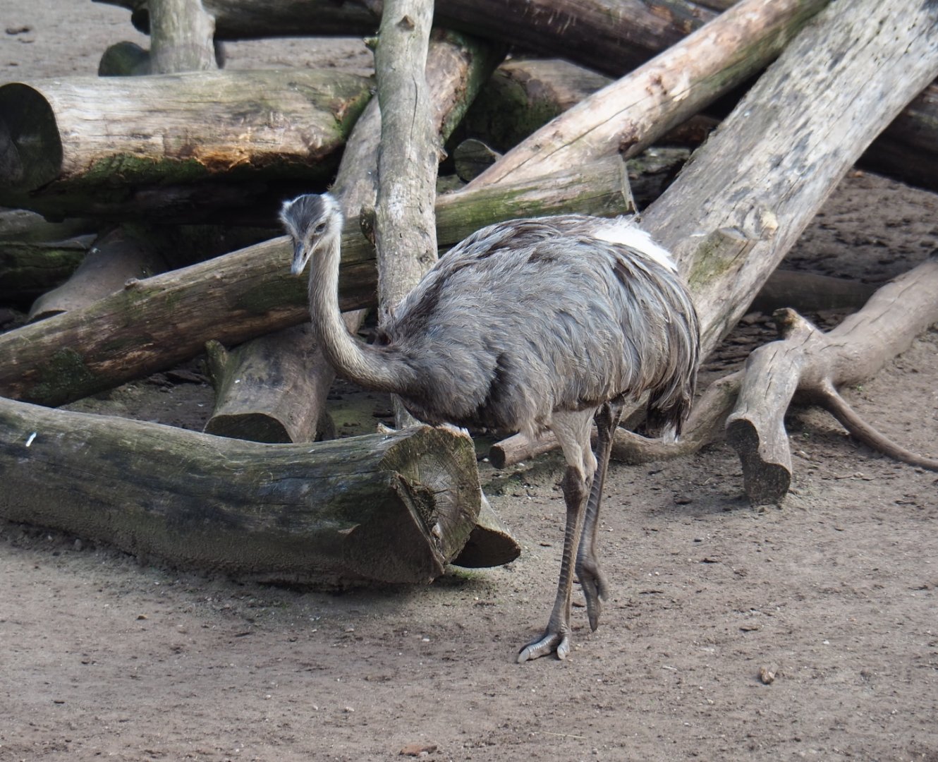 Greater rhea (Rhea americana), 2019-04-06