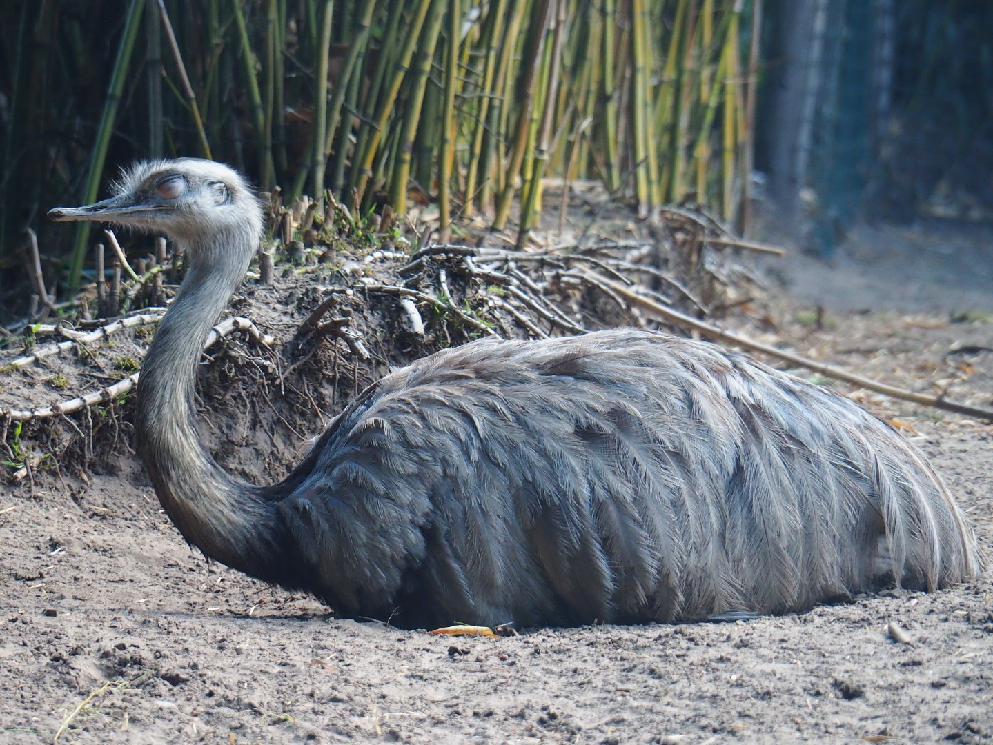 Greater rhea (Rhea americana), 2019-08-11