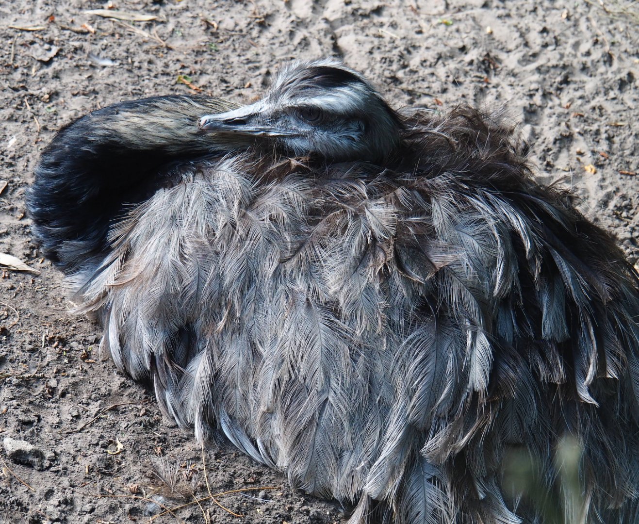 Greater rhea (Rhea americana), 2019-08-11