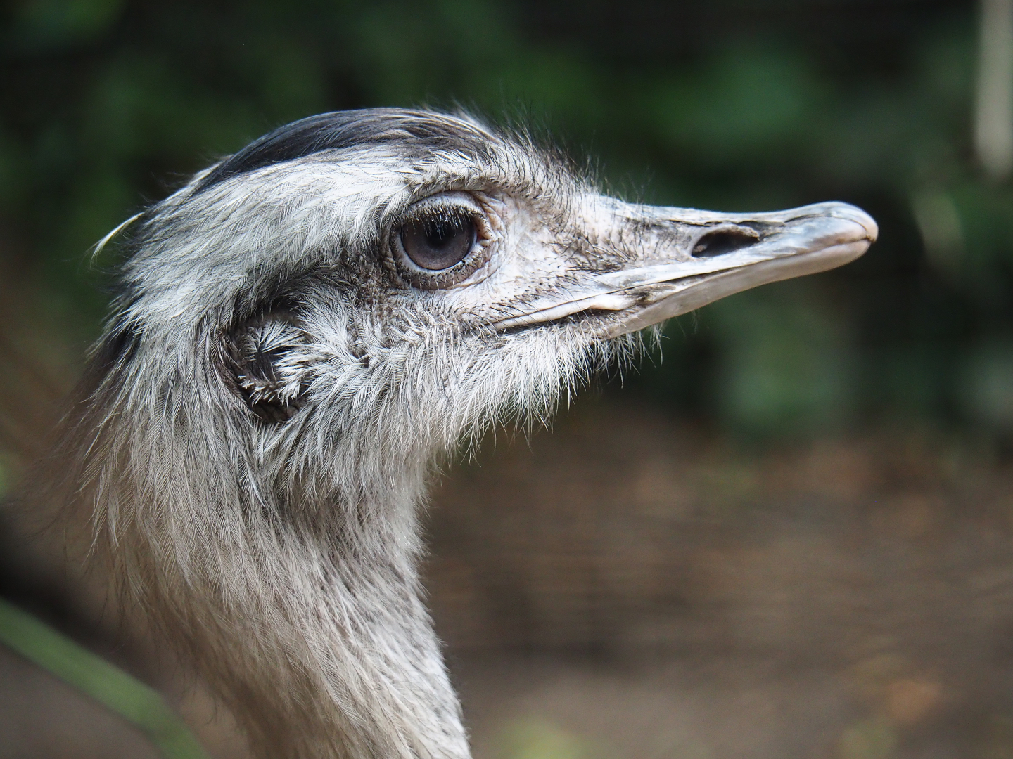 Greater rhea (Rhea americana), 2019-08-11