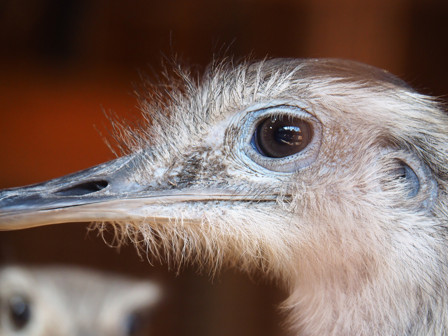 Greater rhea (Rhea americana), 2020-09-12