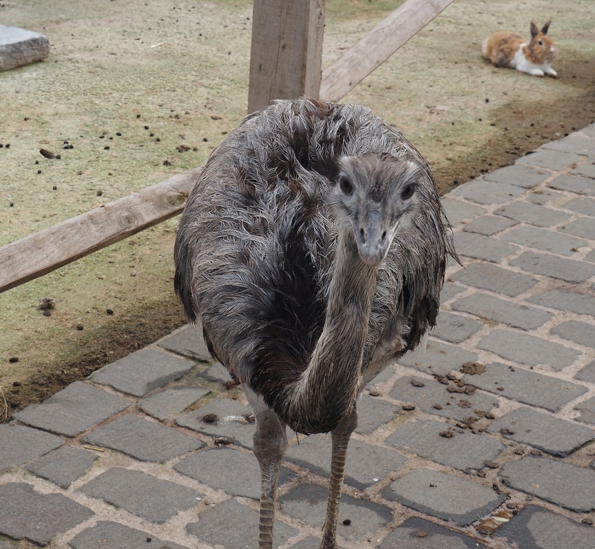 Greater rhea (Rhea americana), 2024-09-17