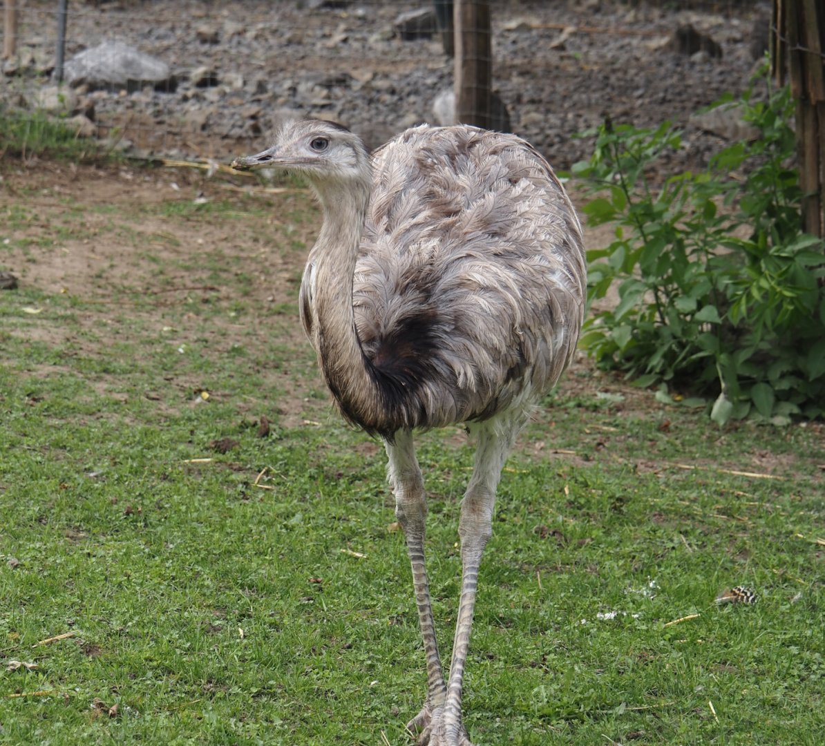 Greater rhea (Rhea americana), 2024-09-17