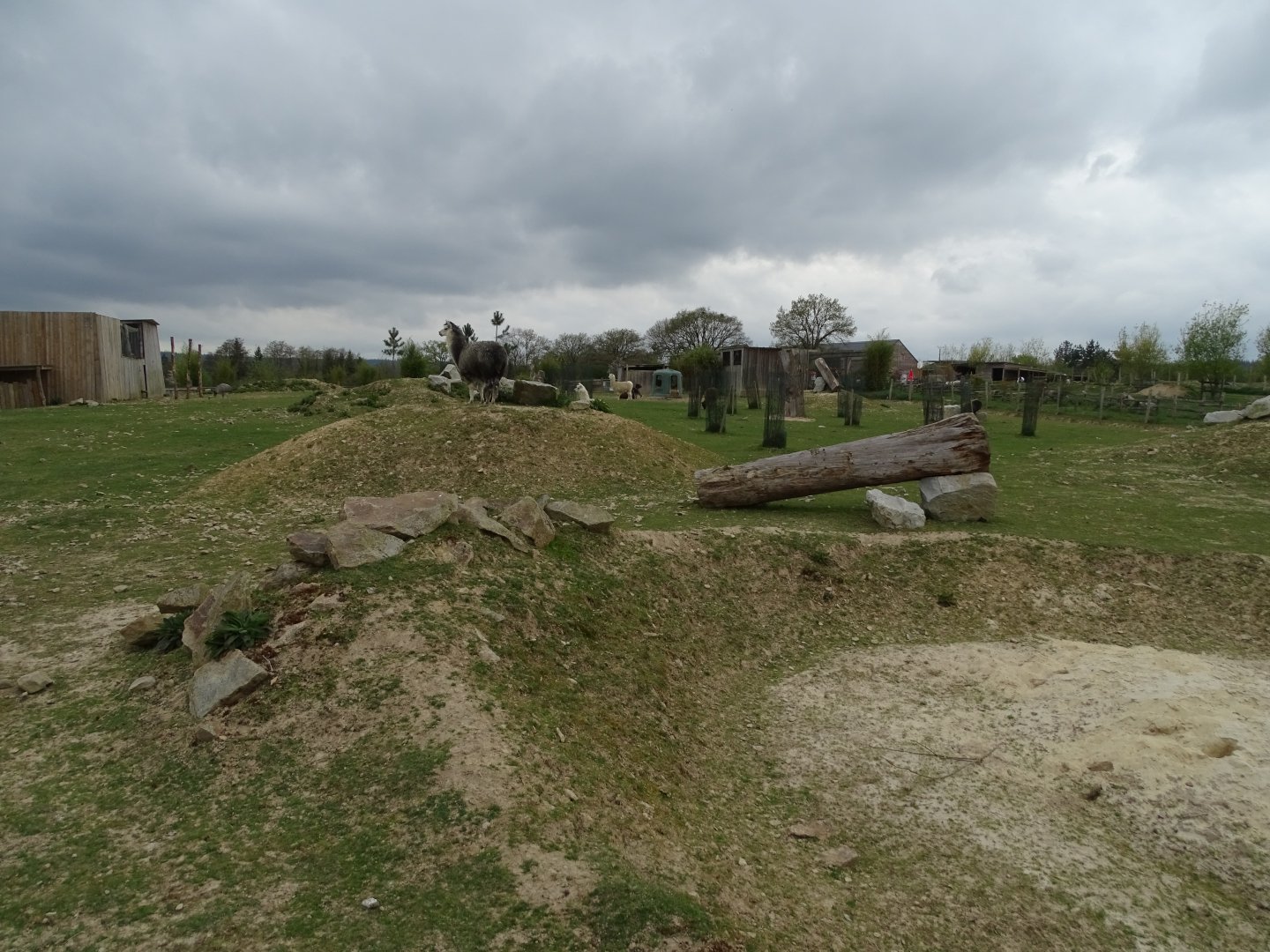 Greater rhea (Rhea americana) and Alpaca (Lama pacos) exhibit - Parc animalier d'Ecouves