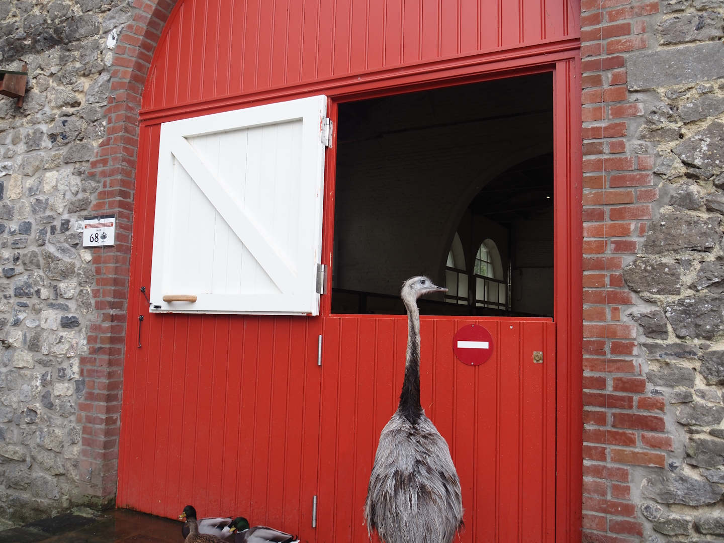 Greater rhea (Rhea americana) and Former gift shop building now housing farm animal stables, 2024-09-17