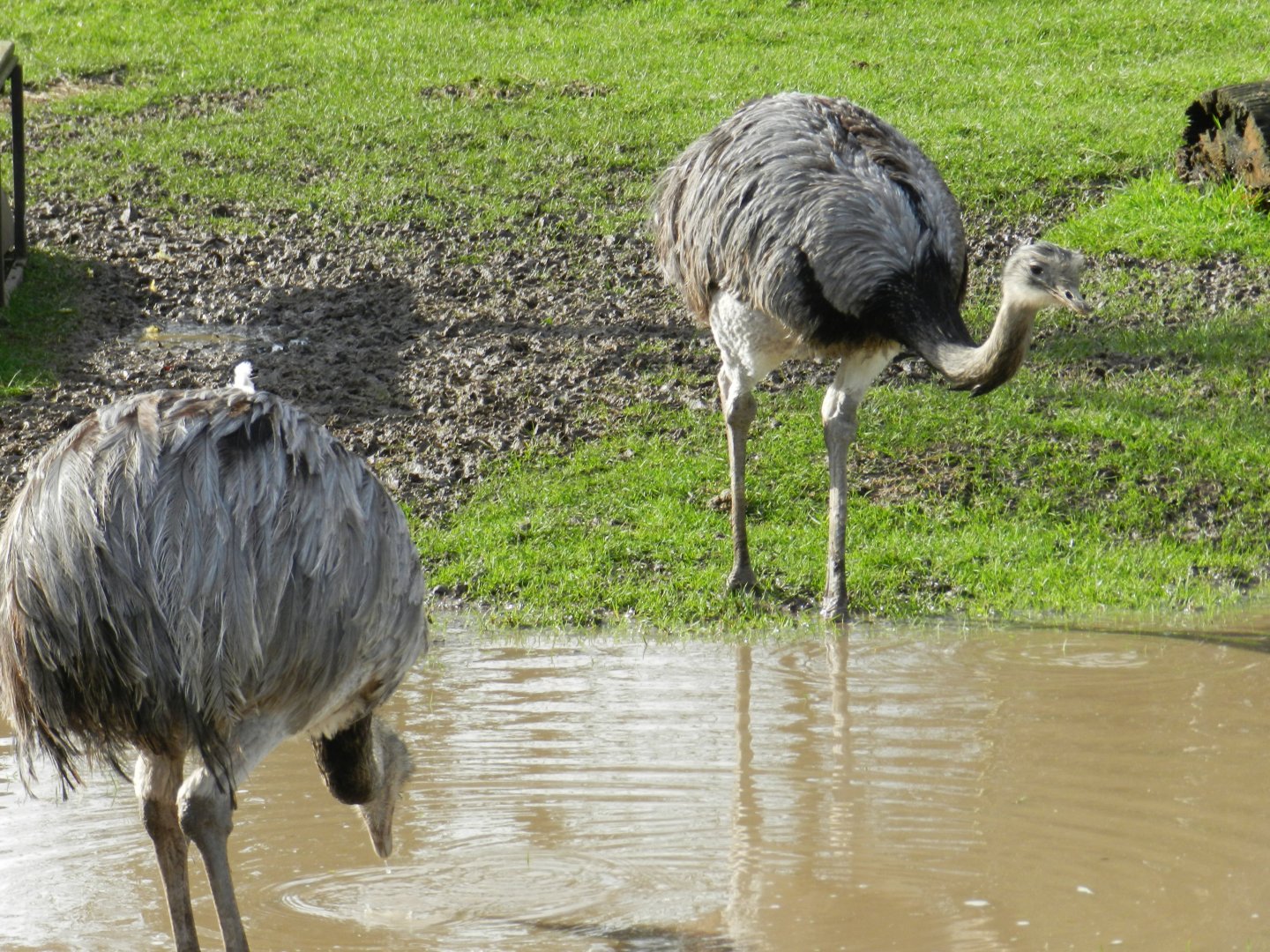 Greater Rhea (Rhea americana) at Hobbledown Adventure Farm Park and Zoo, England