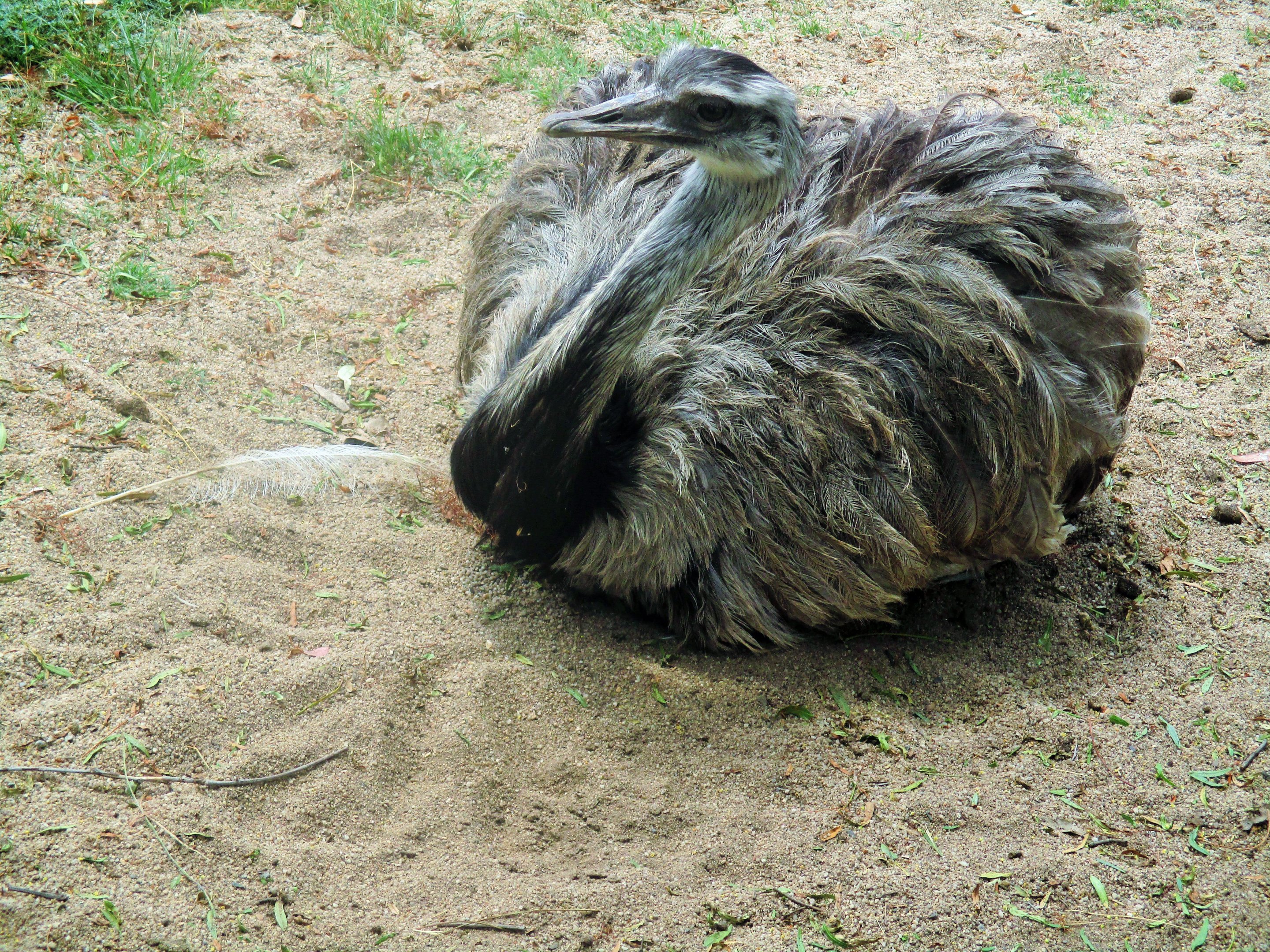 Greater Rhea (Rhea americana)- December 2017