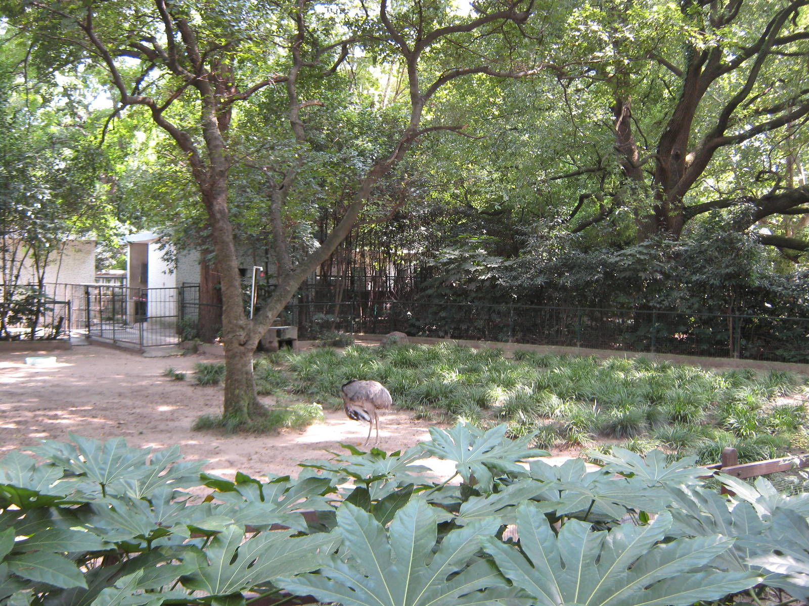 greater rhea (Rhea americana) enclosure
