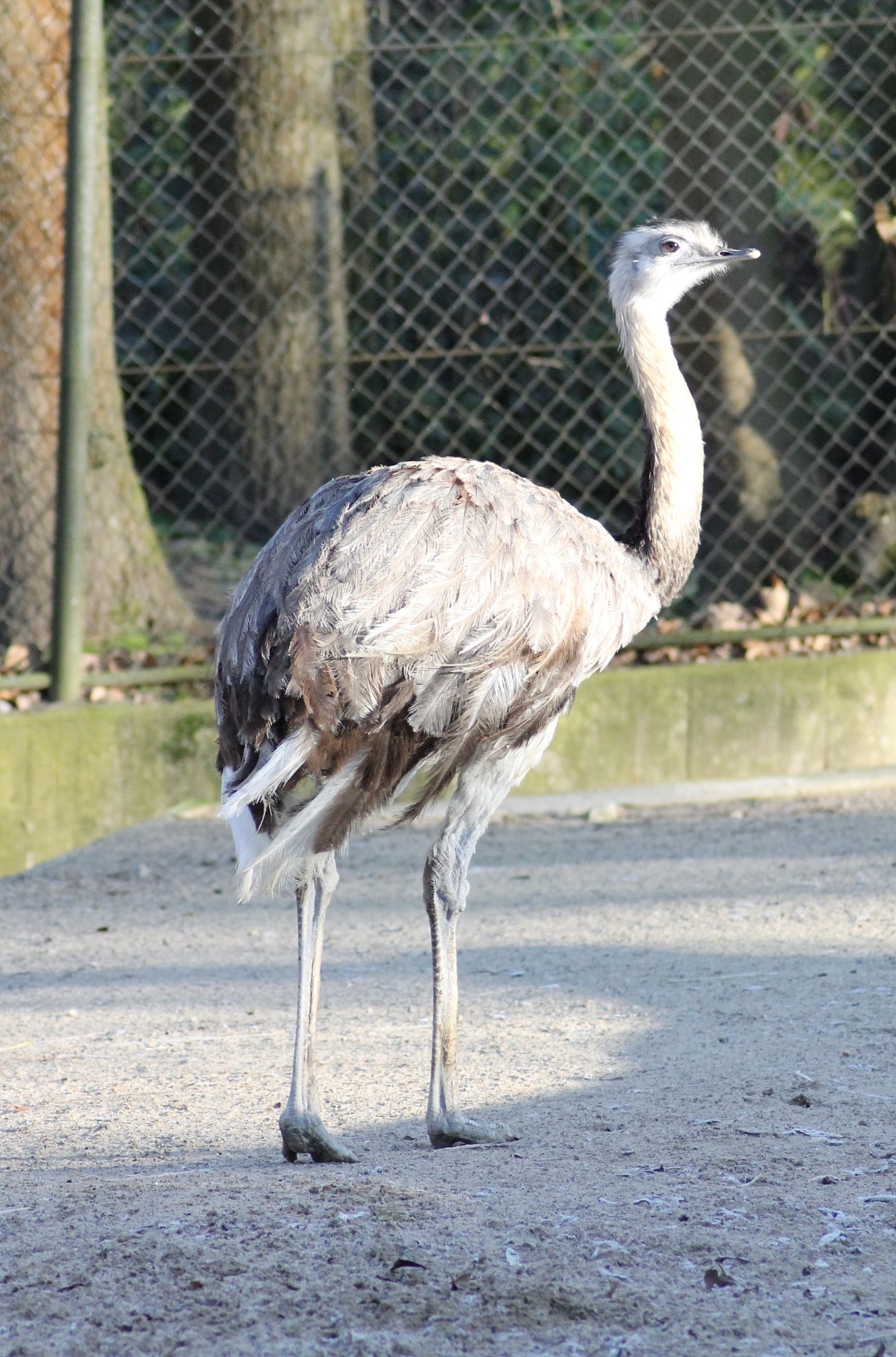 Greater rhea (Rhea americana) - South American area