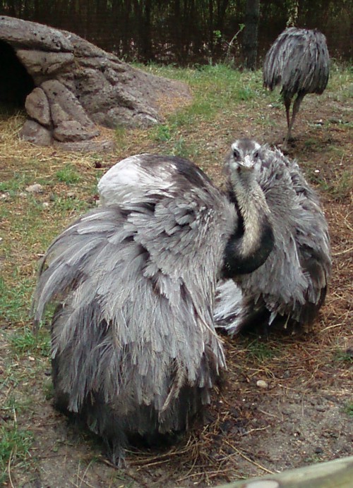 Greater Rhea (Rhea americana)