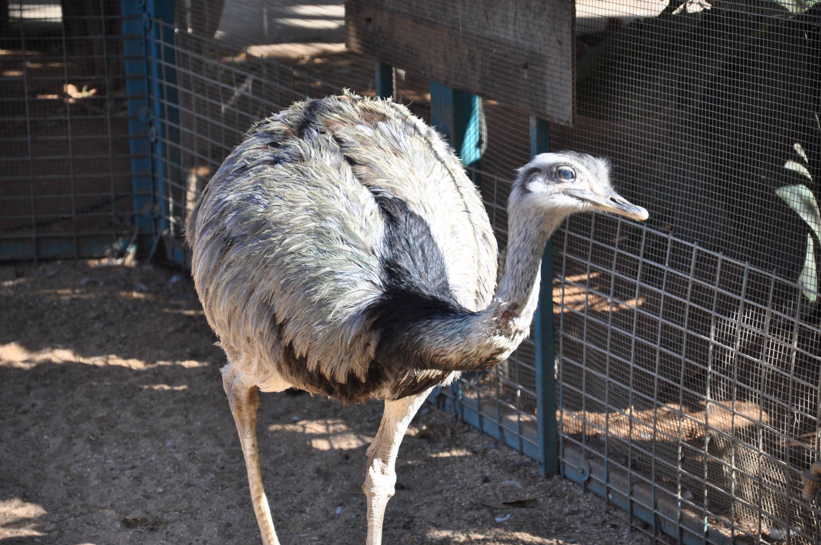 Greater rhea/ Rhea americana