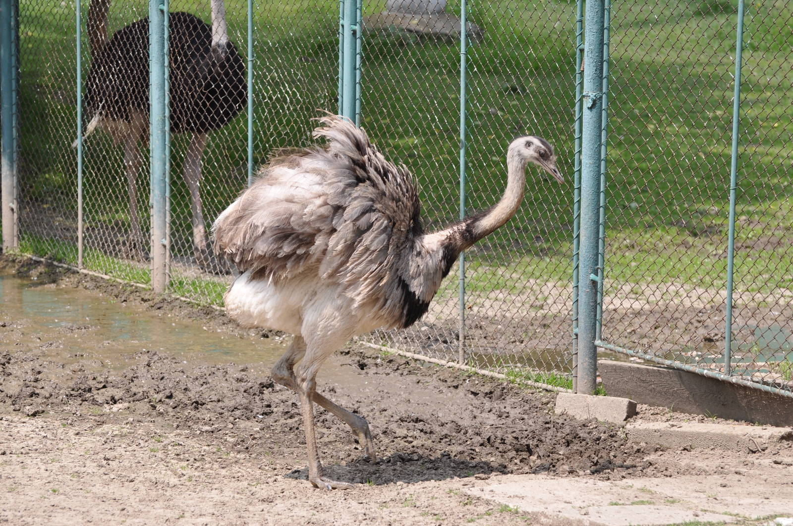 Greater rhea/ Rhea americana