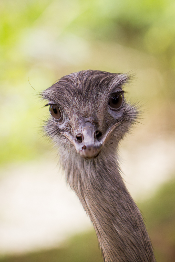Greater Rhea - Rhea americana