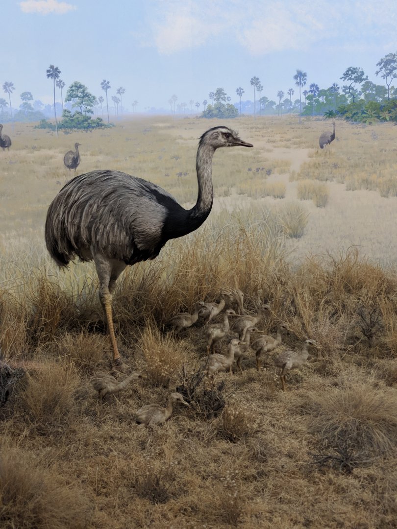 Greater rhea (Rhea americana)