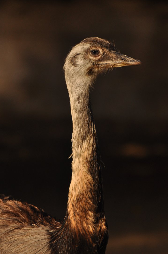 Greater rhea (Rhea americana)
