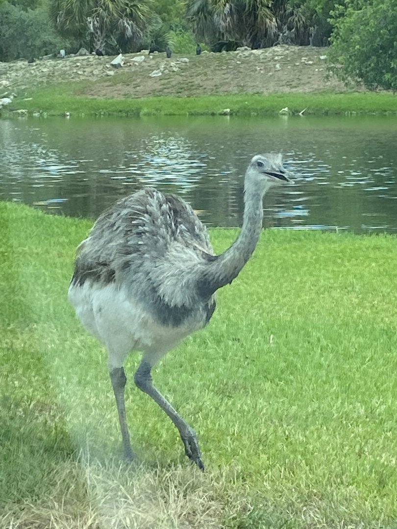 Greater Rhea (Rhea americana)