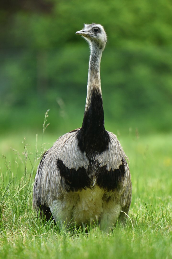 Greater rhea (Rhea americana)