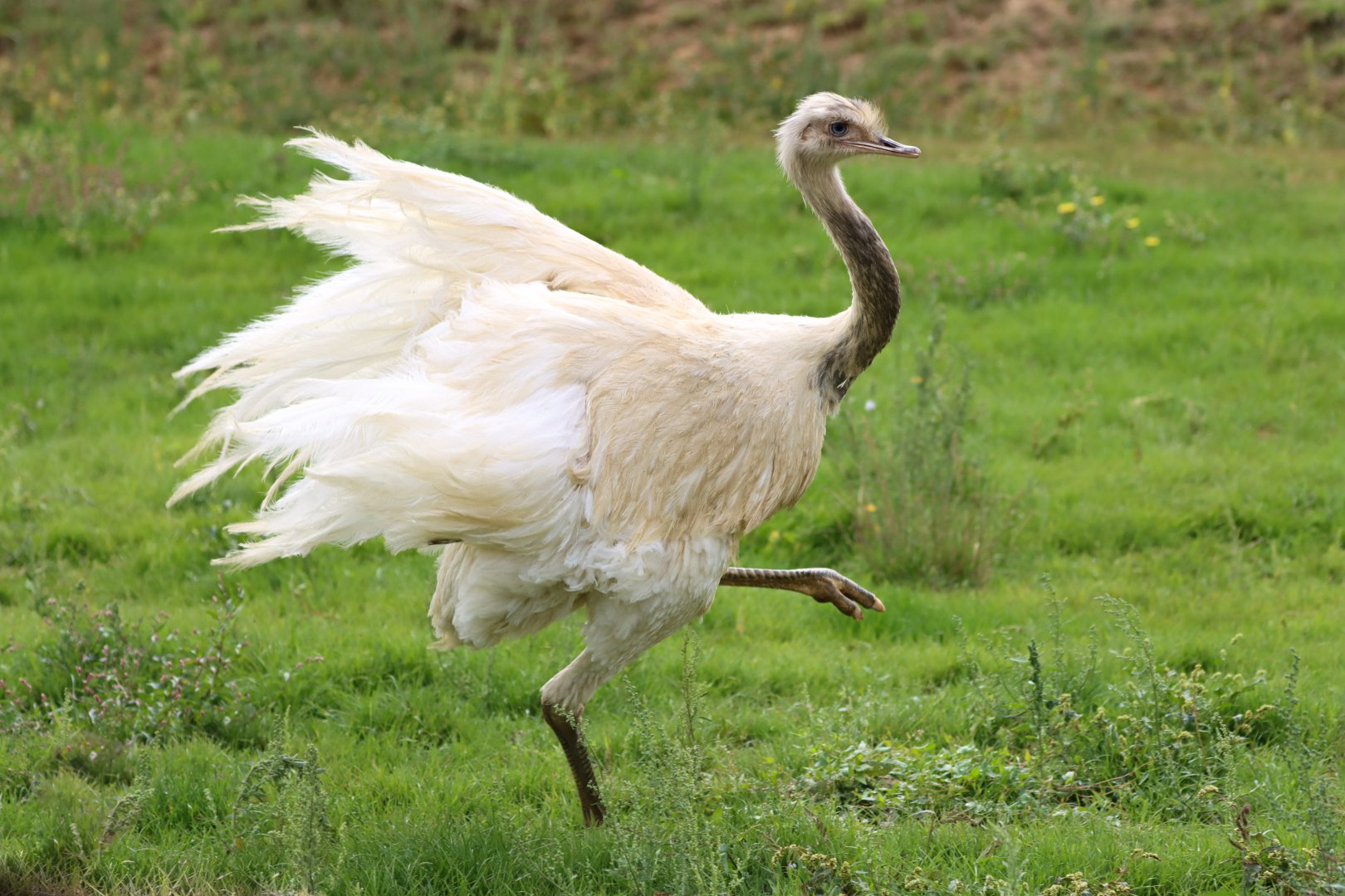 Greater rhea (Rhea americana)