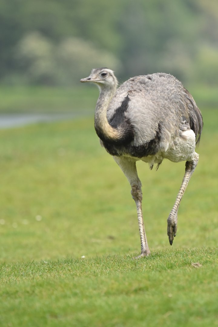 Greater rhea (Rhea americana)