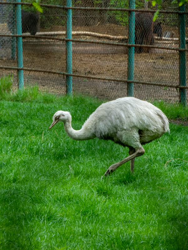 Greater Rhea / Rhea americana
