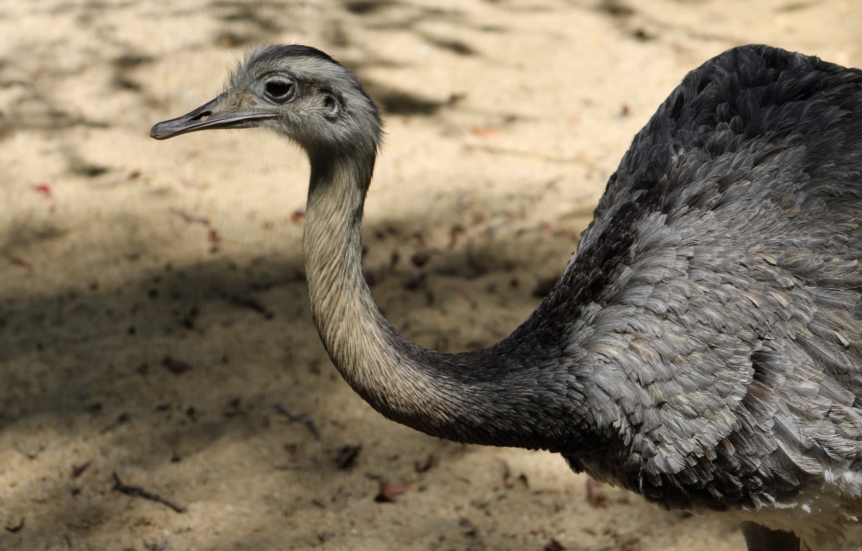 Greater Rhea (Rhea americana)