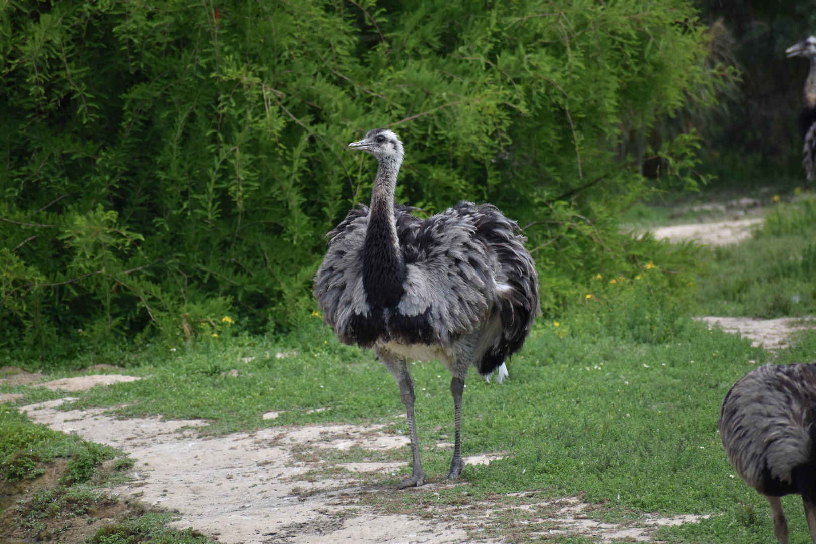 Greater Rhea - Rhea americana