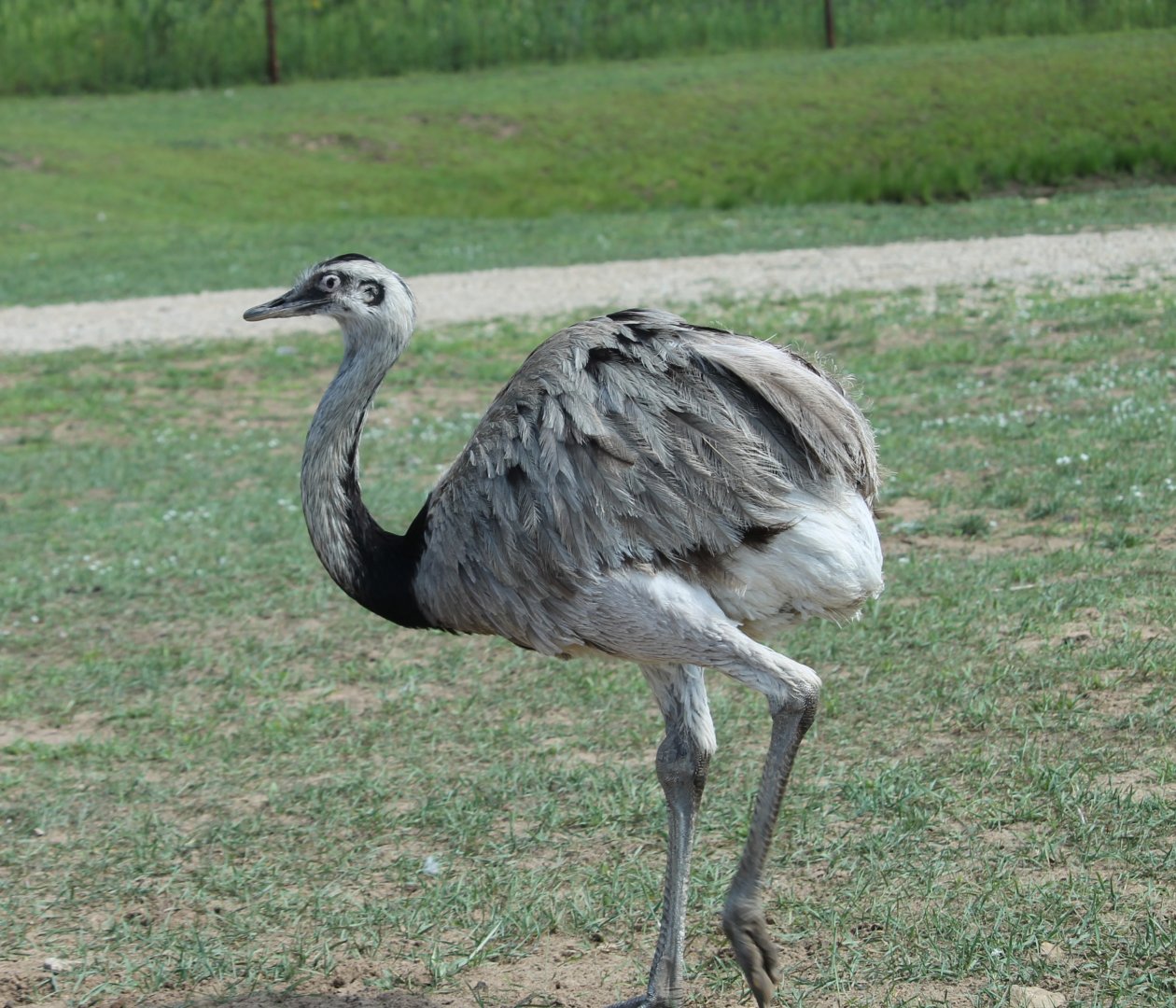 Greater Rhea (Rhea americana)