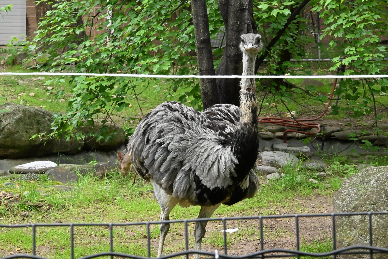 Greater Rhea (Rhea americana)