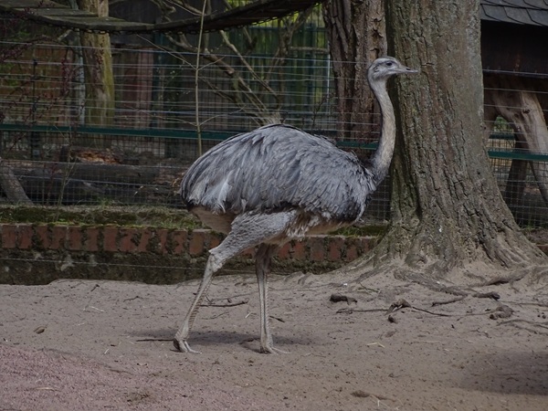 Greater rhea (Rhea americana)