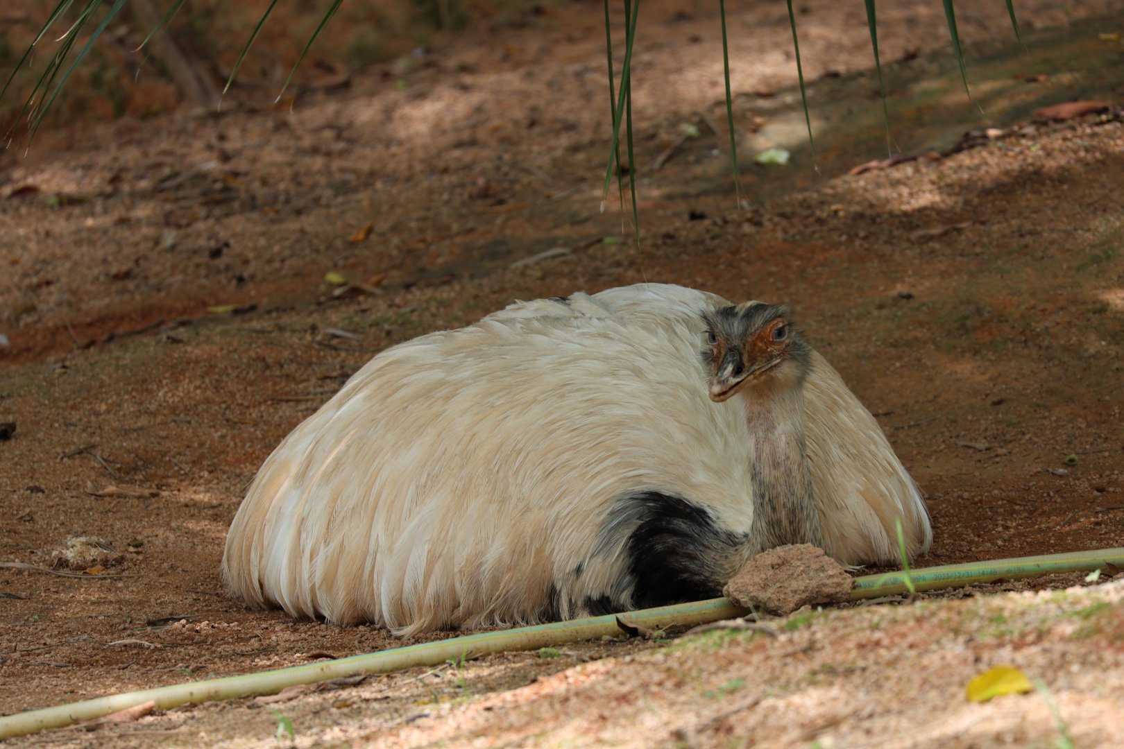 Greater rhea (Rhea americana)