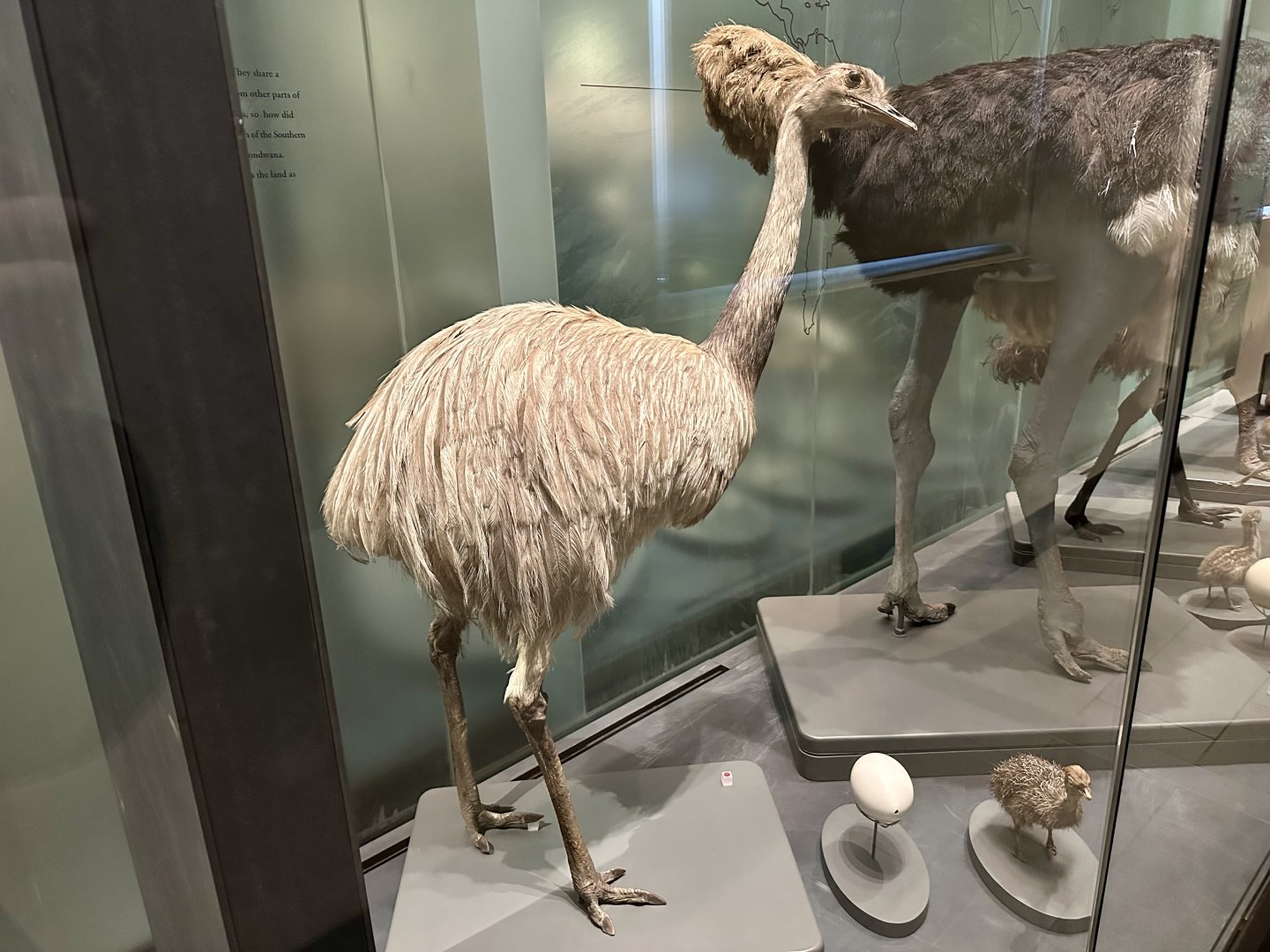 Greater rhea (Rhea americana)