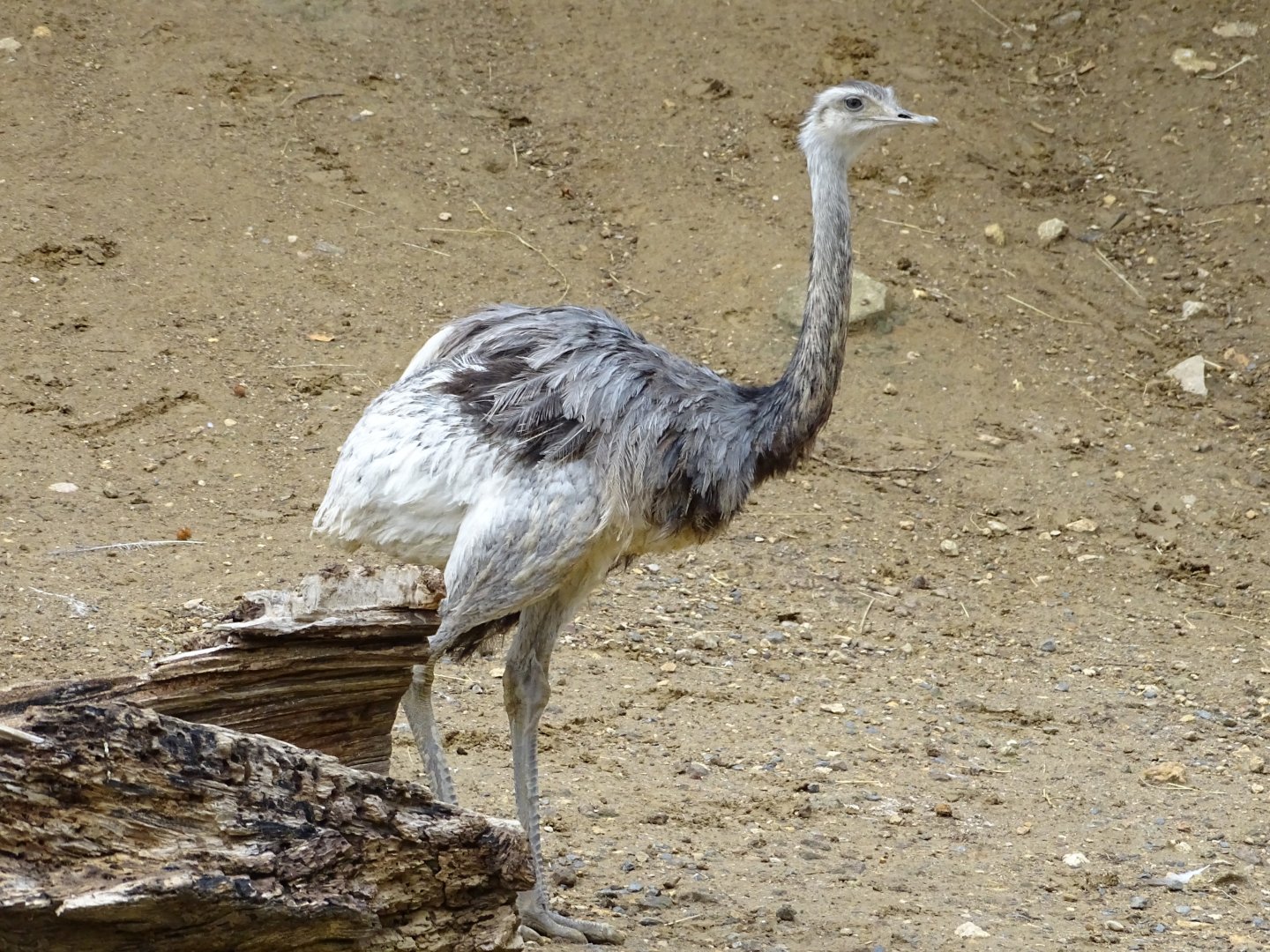 Greater rhea (Rhea americana)