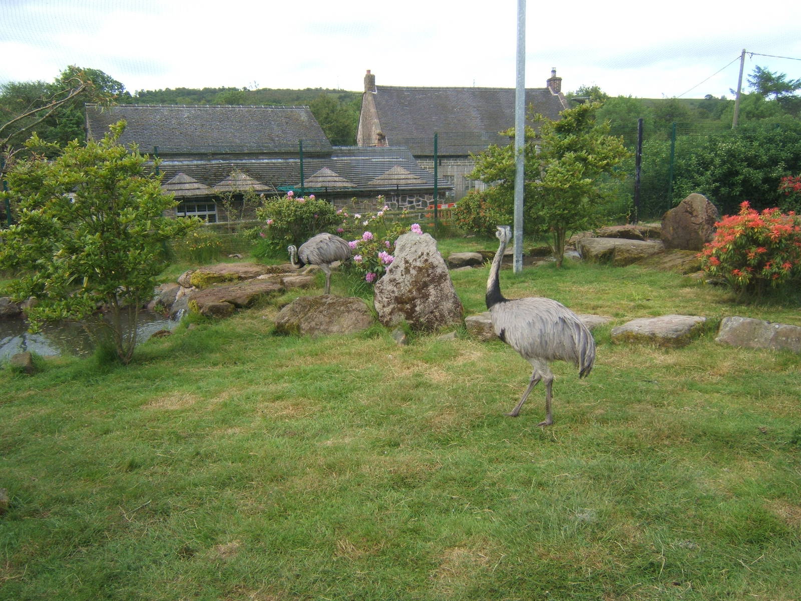 Greater Rhea`s