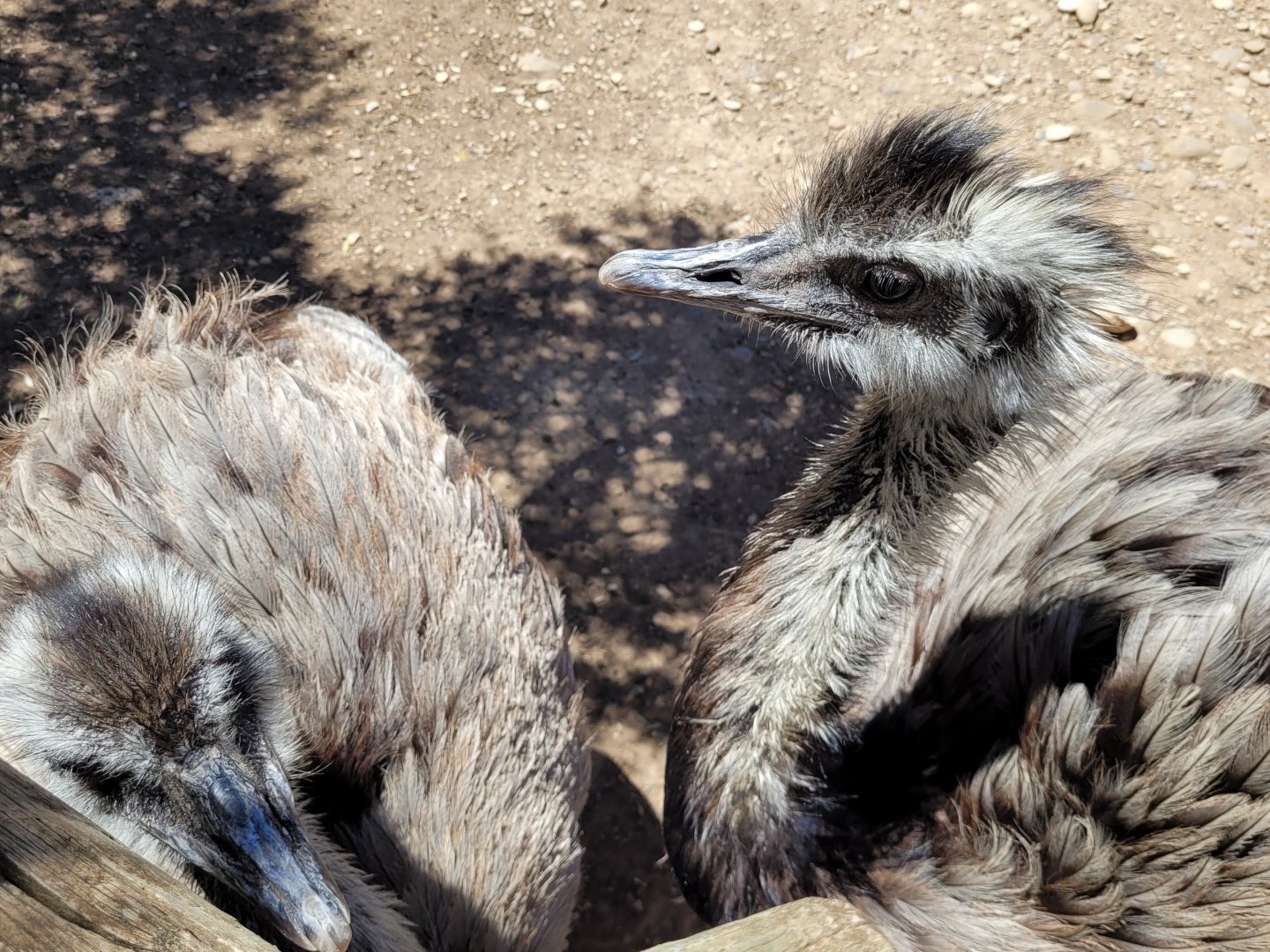 Greater rhea -Sendaviva (2024)