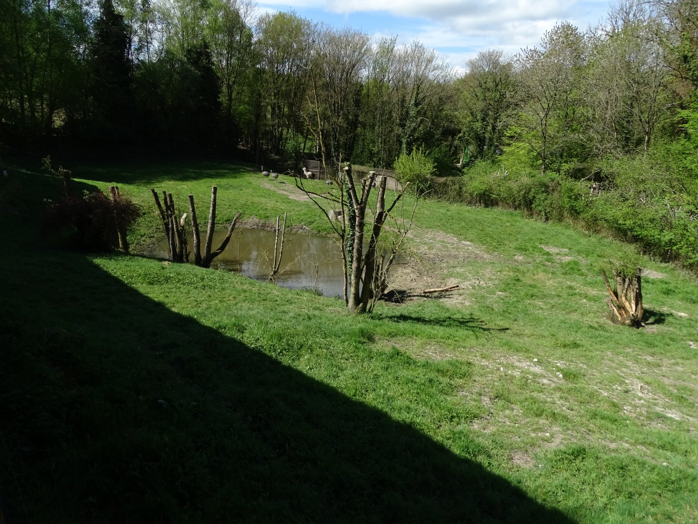 Greater rhea, South American tapir, Capybara and Alpaca exhibit