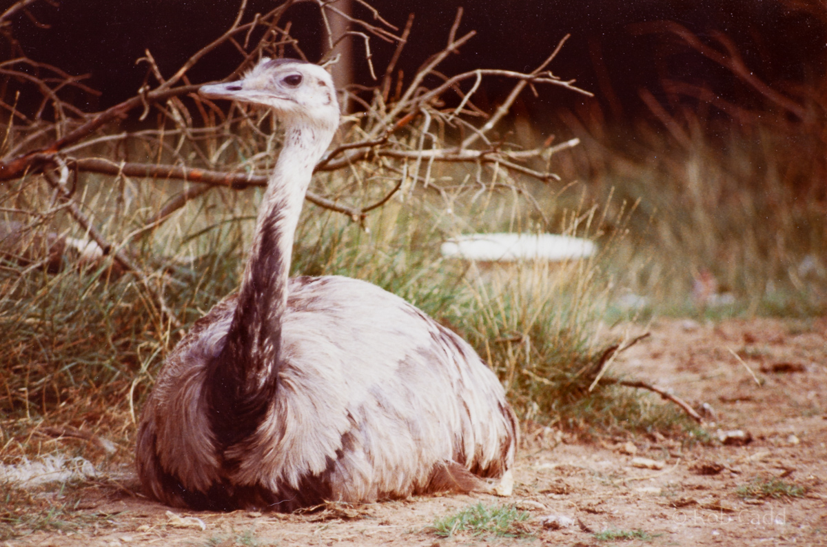 Greater rhea : Stagsden Bird Gardens : 1983