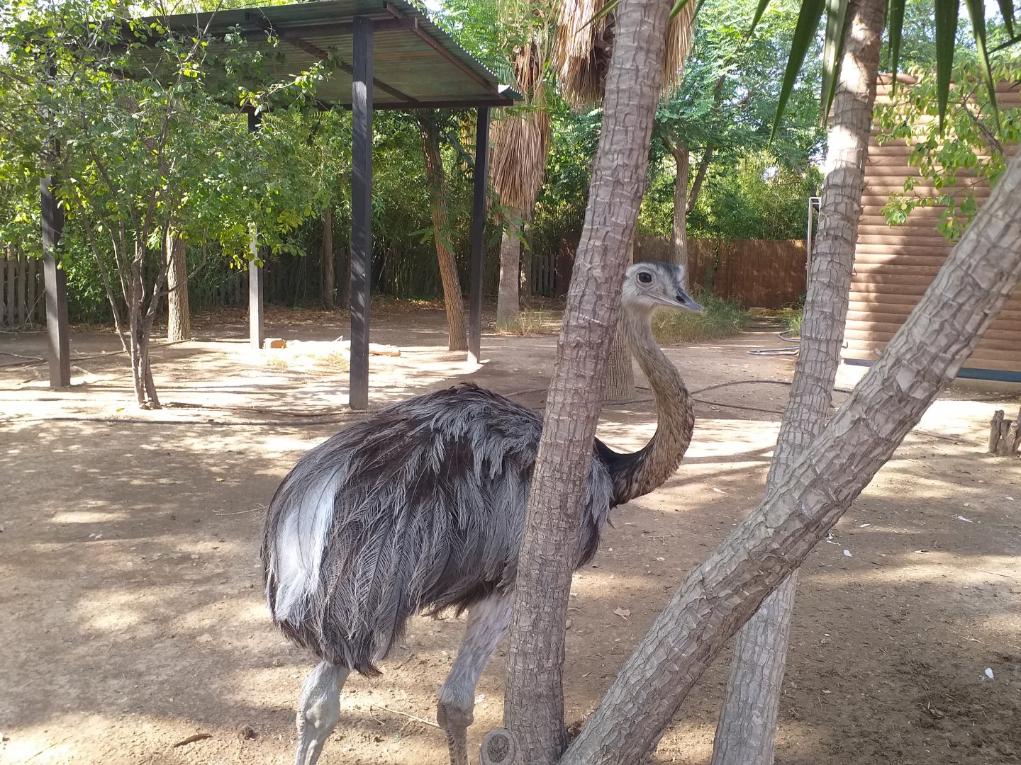 Greater rhea -TerraNatura Benidorm (2021)