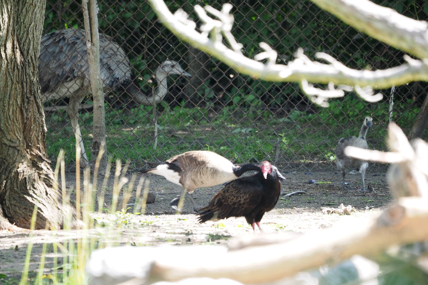 Greater Rhea + Wild Turkey Vulture & Canada Goose