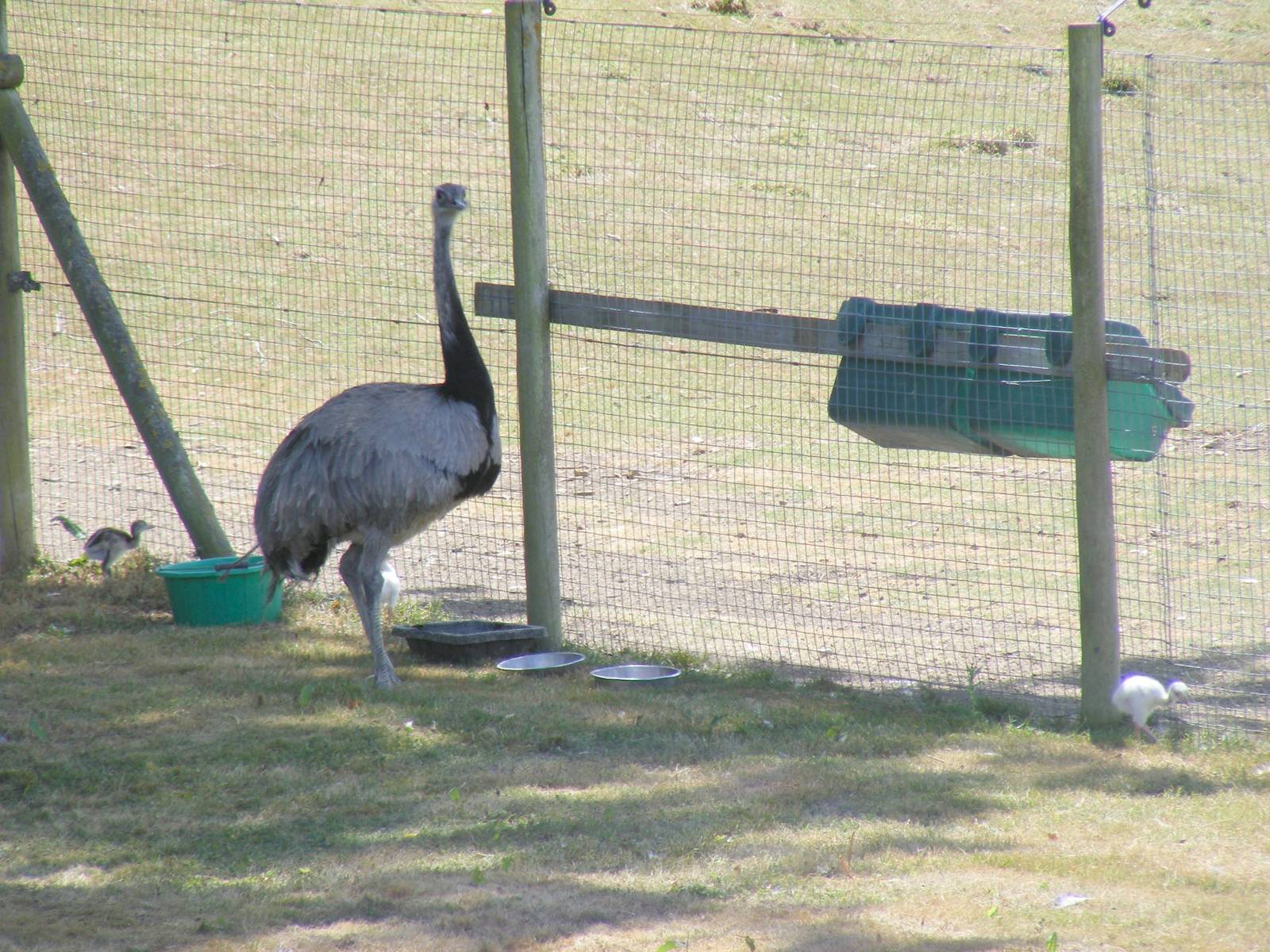 Greater rhea with chicks at Marwell Wildlife, 11 July 2010
