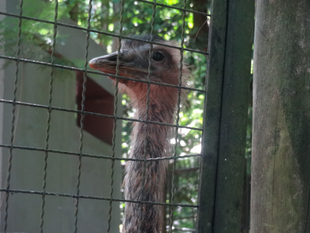Greater rhea - Zoo bosque guarani, Foz do Iguaçu