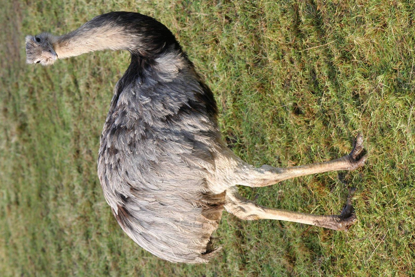 Greater Rhea